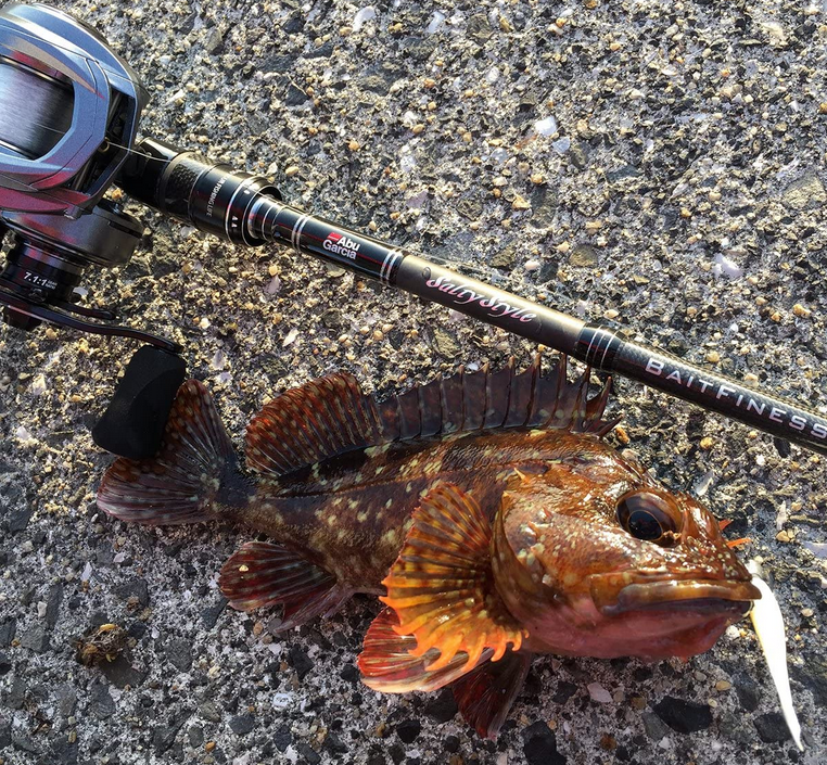 ロッドとリール・魚のアップ写真