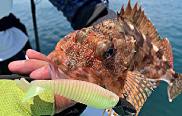 魚とルアーのアップ写真