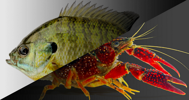 ギルとザリガニのアップ写真