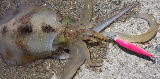 イカとエギのアップ写真