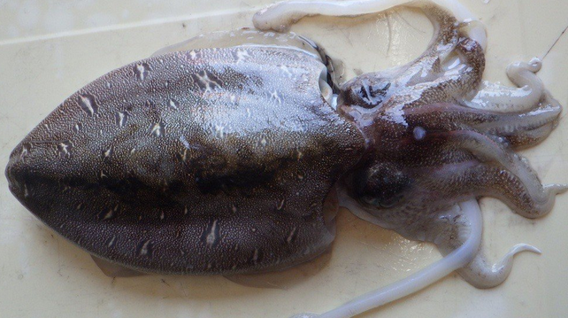 イカのアップ写真