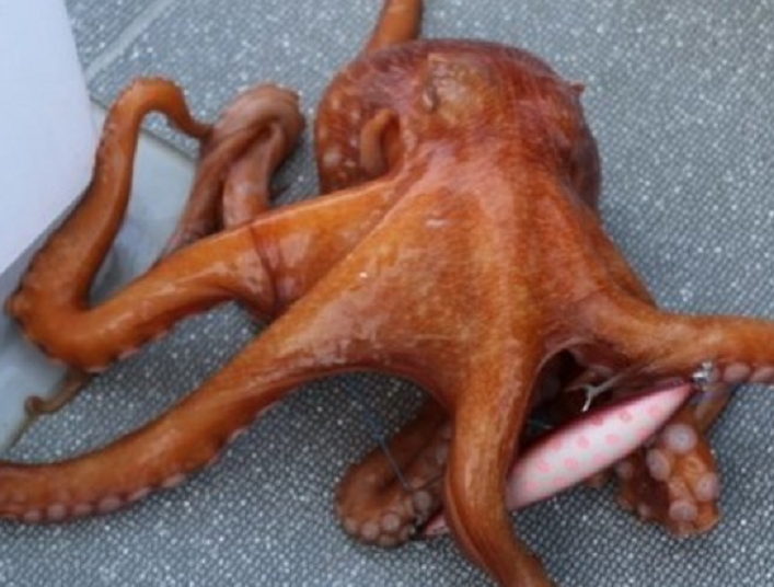 タコのアップ写真