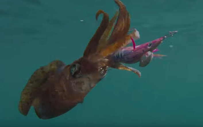 イカとエギのアップ写真