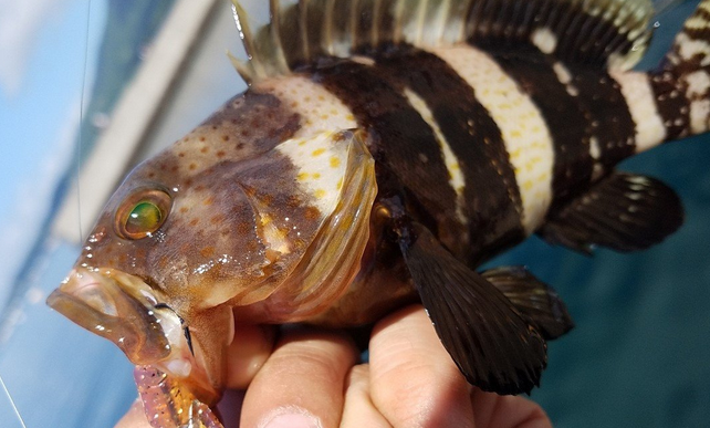 釣りの速報ニュースって利用してるの？釣果情報の上手な活用法をチェック