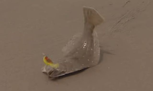 魚のアップ写真