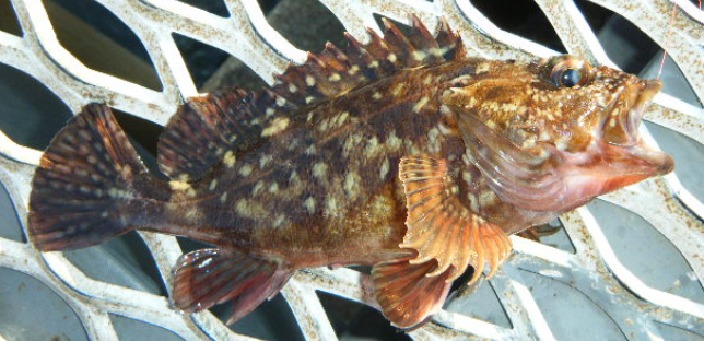 魚のアップ写真