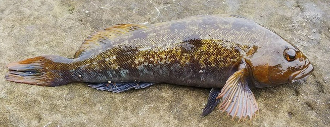 魚のアップ写真