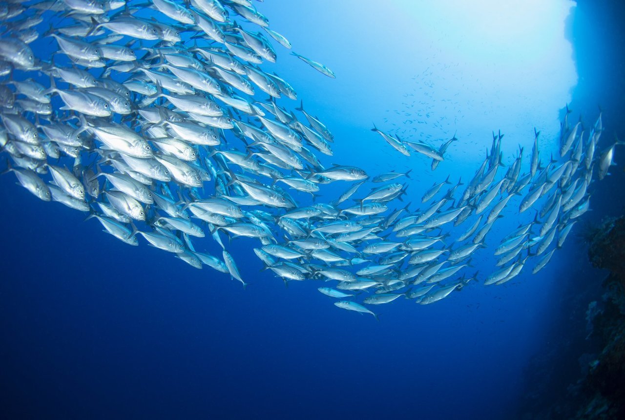 魚の群れの写真