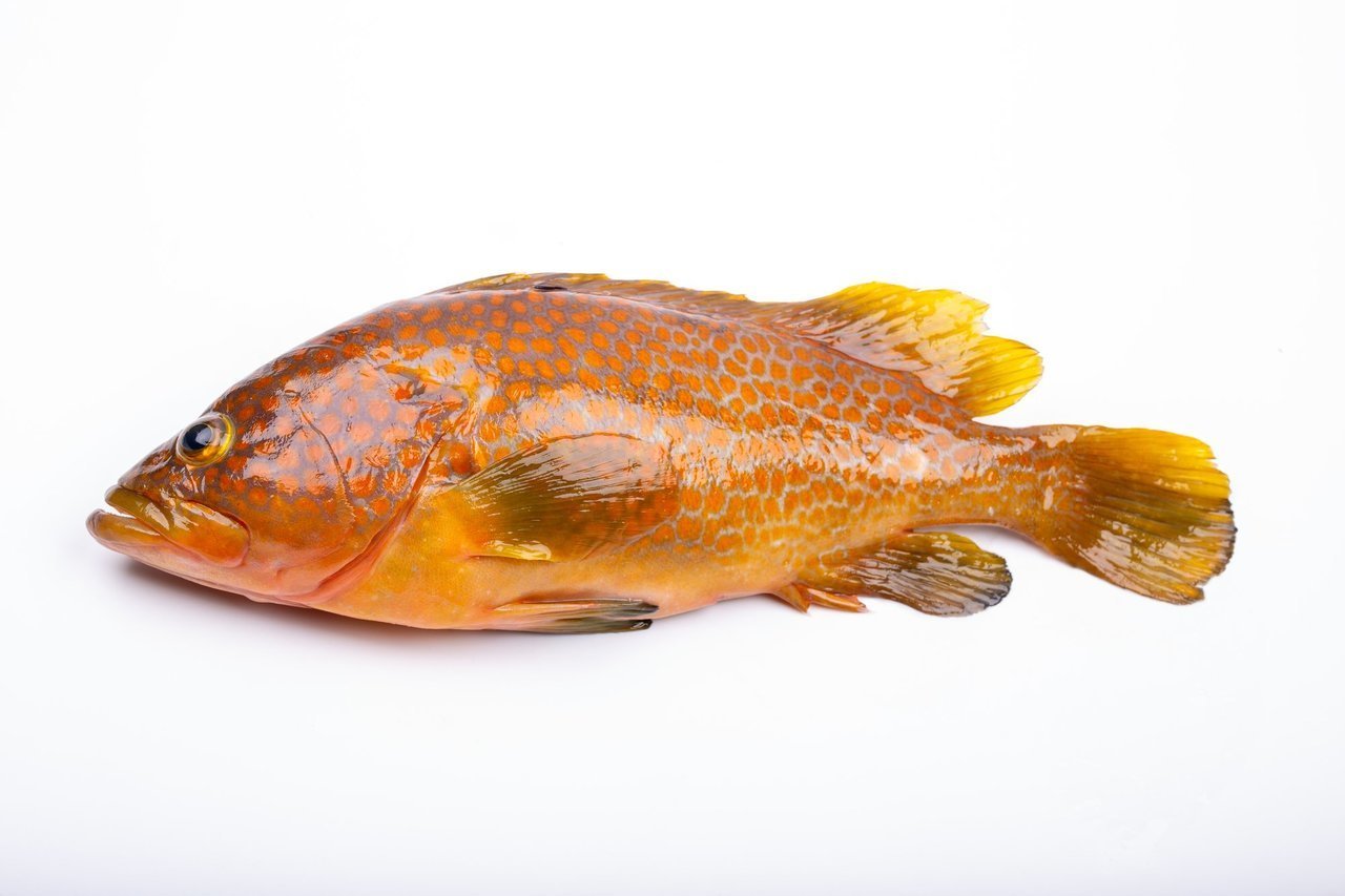 キジハタのさばき方ってどうすればいいの 刺身や湯引き 煮付けで美味しく食べよう