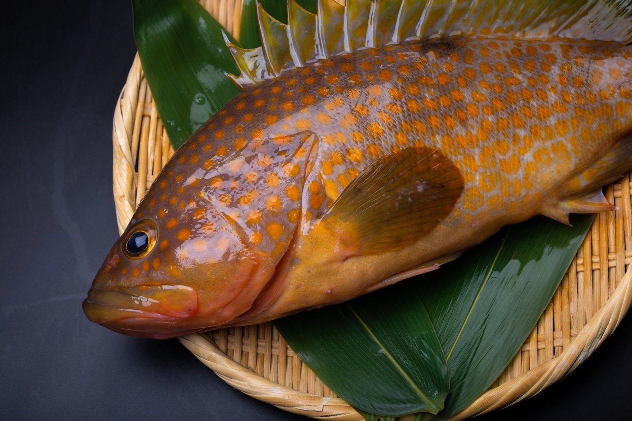 キジハタの写真