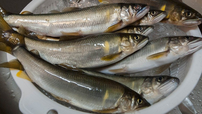 魚のアップ写真