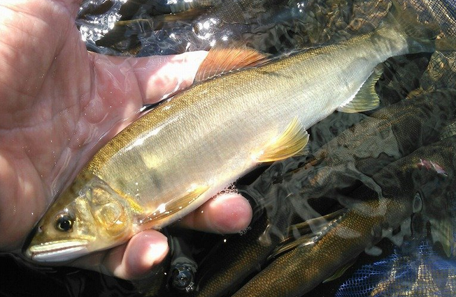 魚のアップ写真