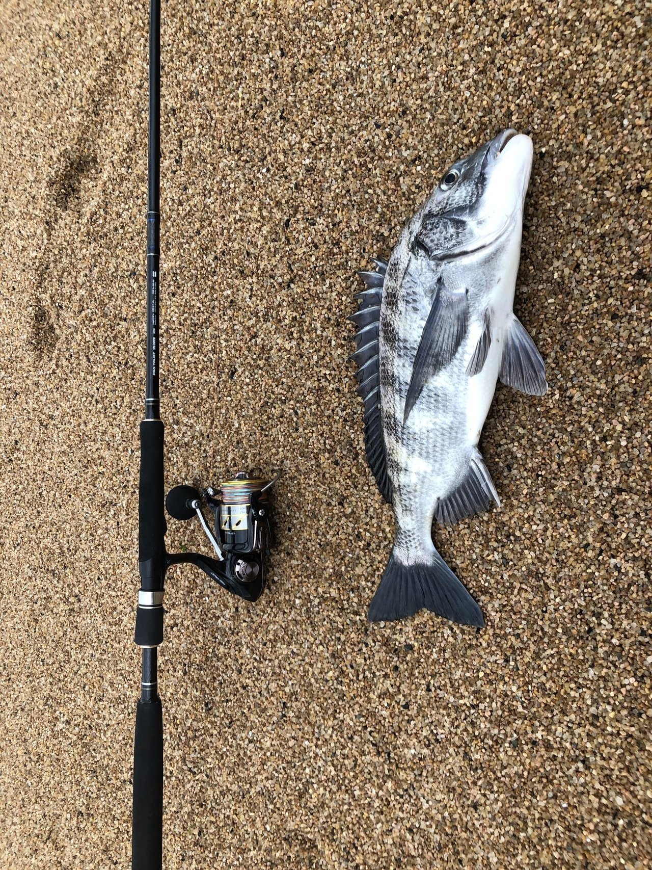 チヌとロッドの写真