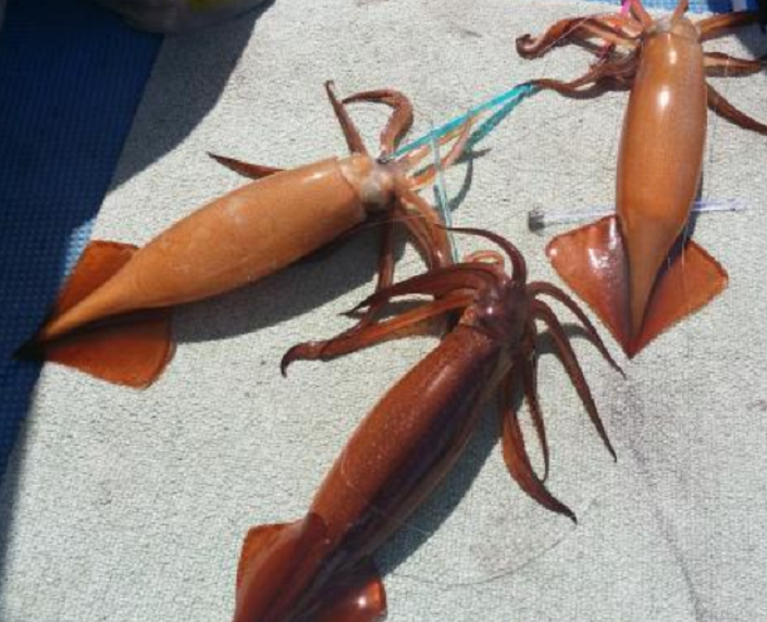 イカのアップ写真