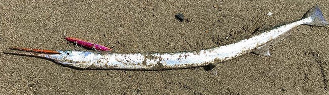 魚のアップ写真