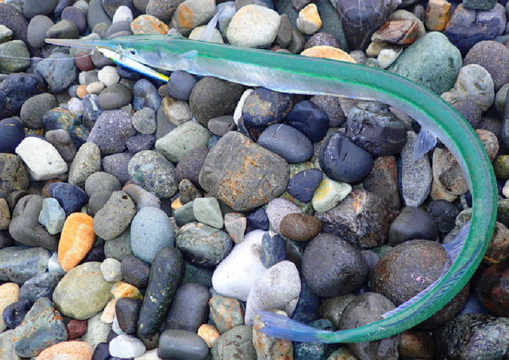 魚のアップ写真