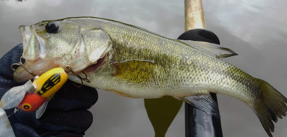 魚とルアーのアップ写真