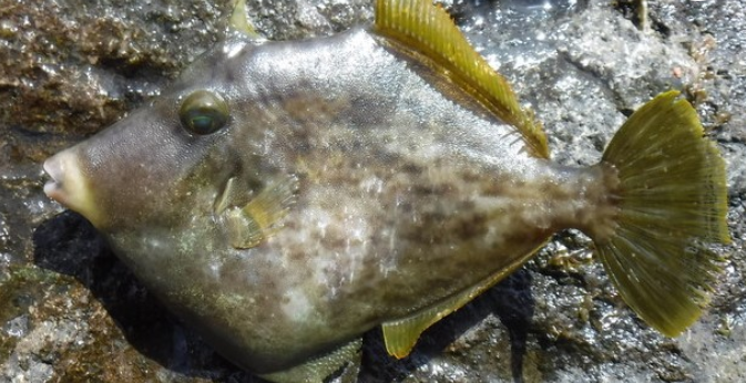 カワハギの釣り方ってどうすればいいの 初心者でもカンタンにチャレンジ可能