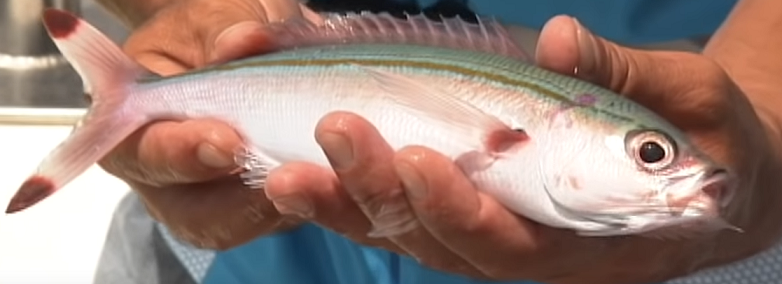 魚のアップ写真