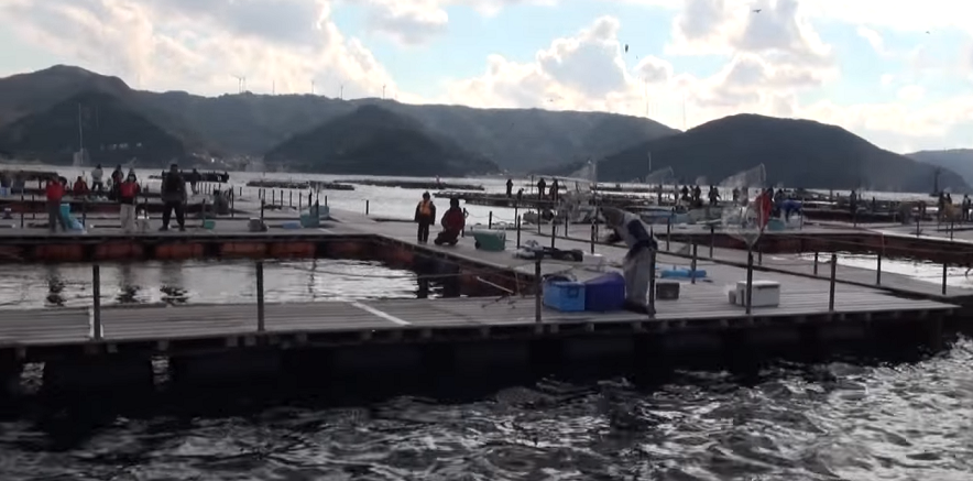 釣り堀のアップ写真