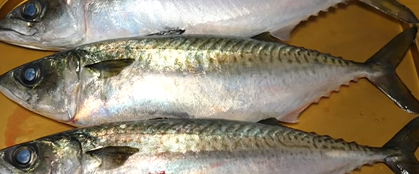 魚のアップ写真