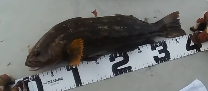 魚のアップ写真