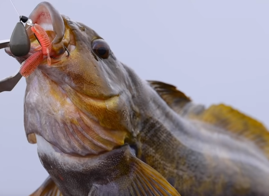 魚のアップ写真