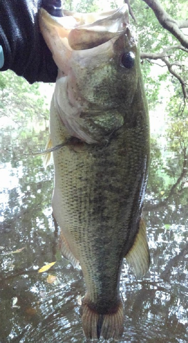 魚のアップ写真