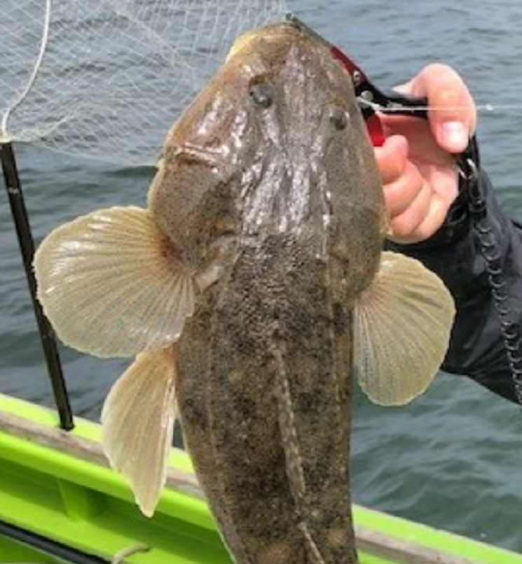 魚のアップ写真