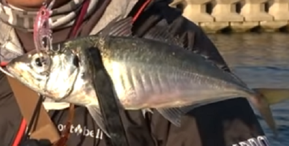 魚のアップ写真