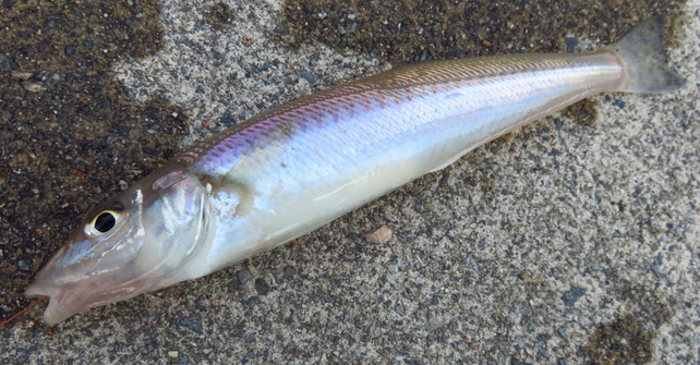 魚のアップ写真