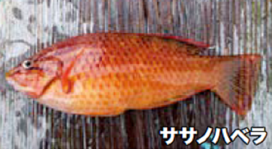 ササノハベラの写真