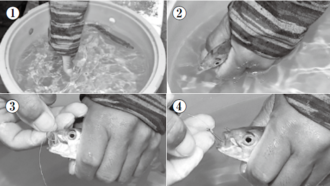 イワシエサの付け方の写真