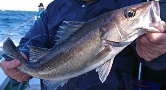 魚のアップ写真