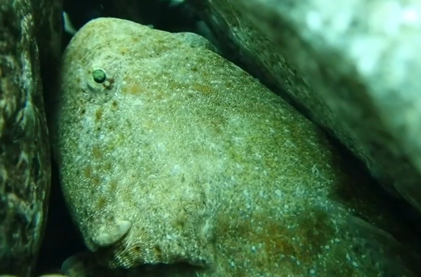 魚のアップ写真