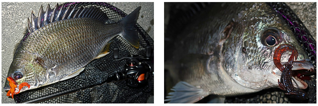 魚とワームのアップ写真