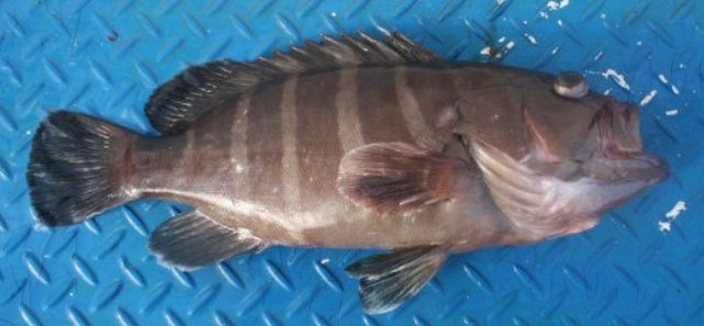 魚のアップ写真