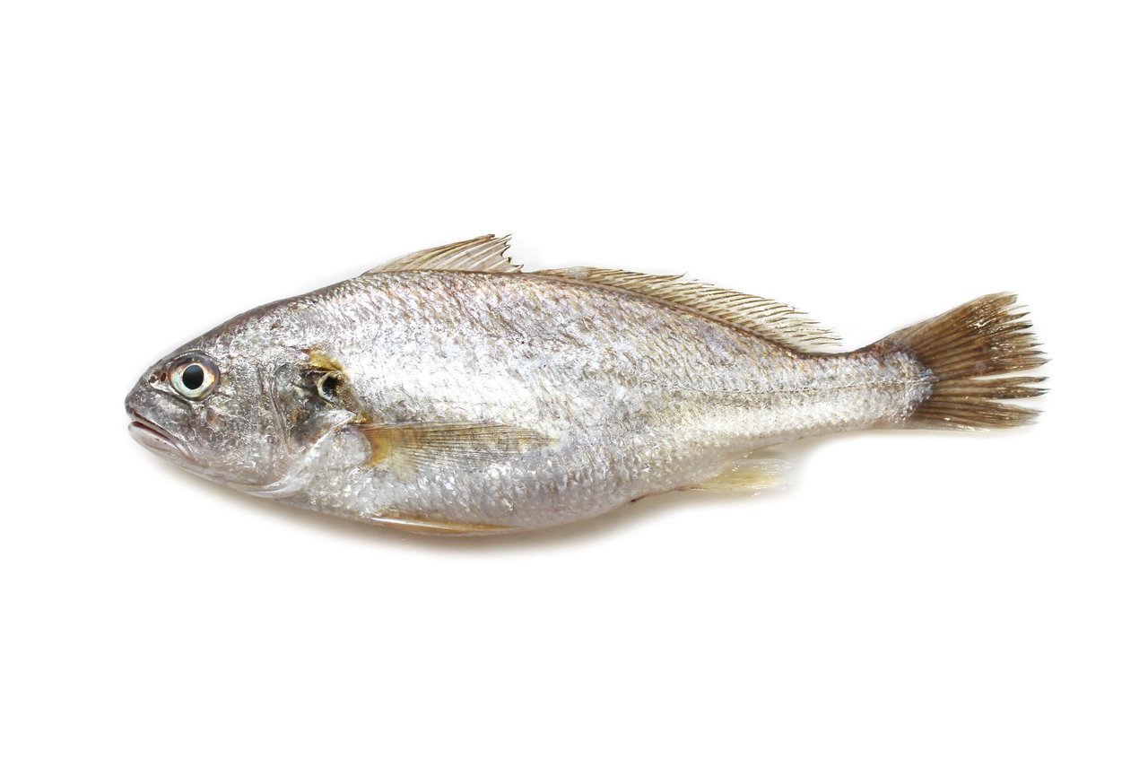 シログチの写真