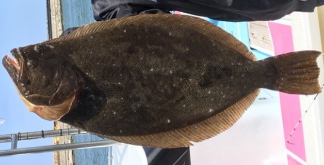 魚のアップ写真