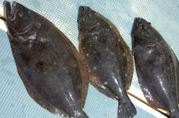 魚のアップ写真