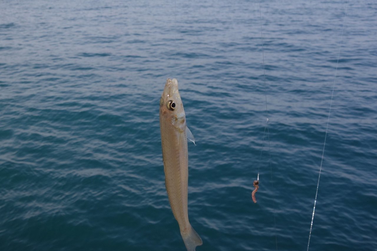キス釣りの写真