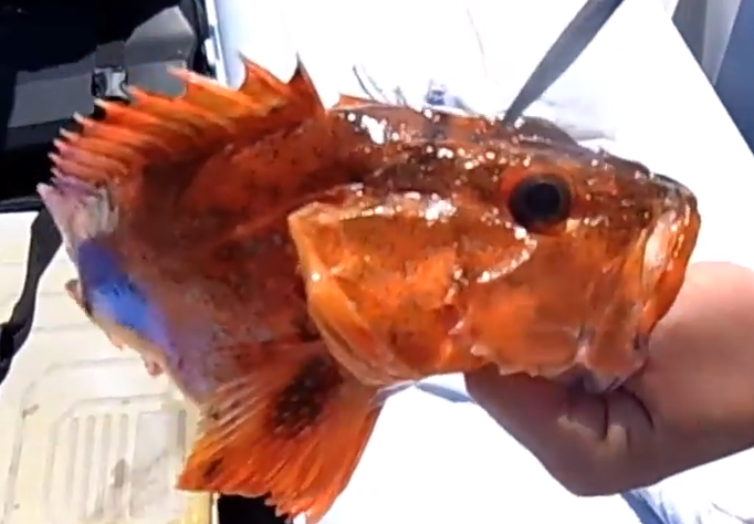 魚のアップ写真