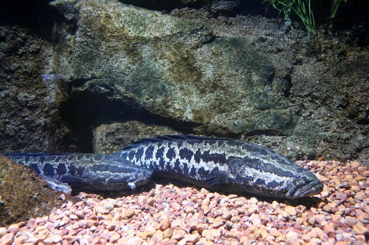 ライギョの写真