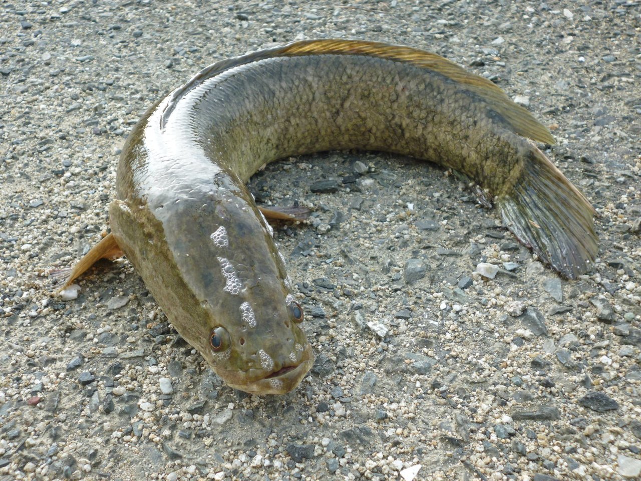 ライギョの写真