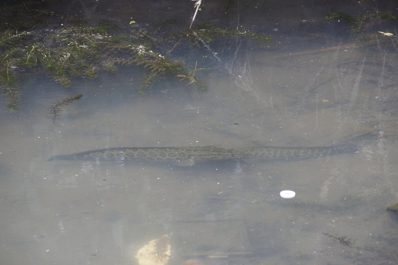 ライギョって外来魚だけど飼育して大丈夫なの 生態や釣り方もチェック