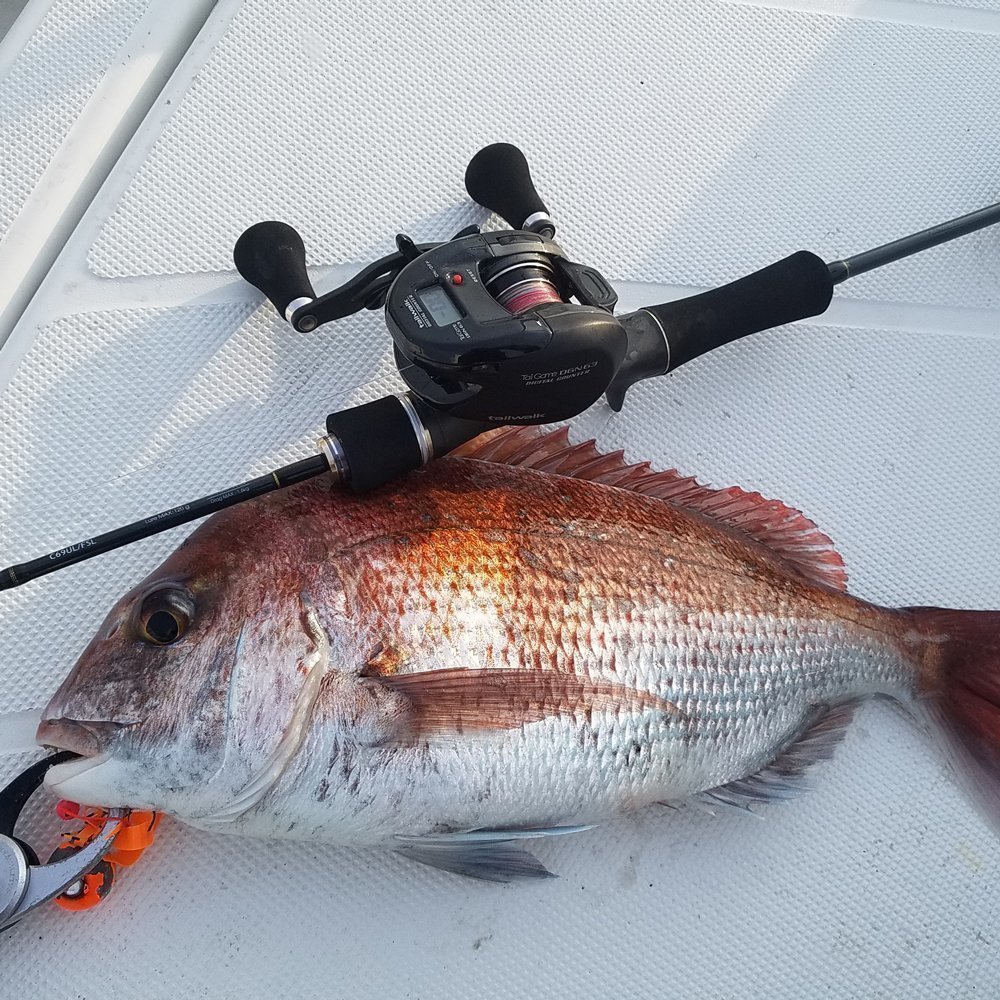 ロッドとマダイの写真