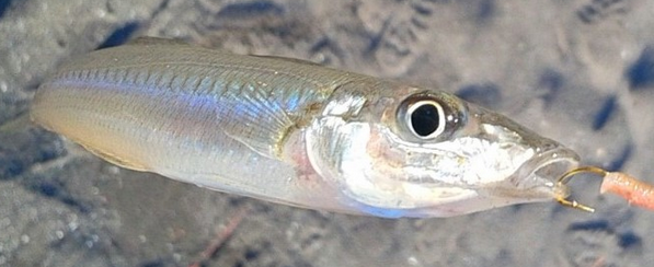 魚のアップ写真