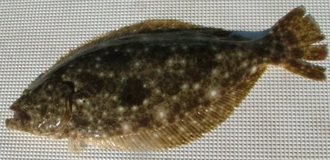 魚のアップ写真