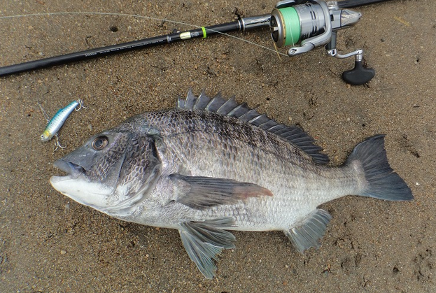 魚のアップ写真