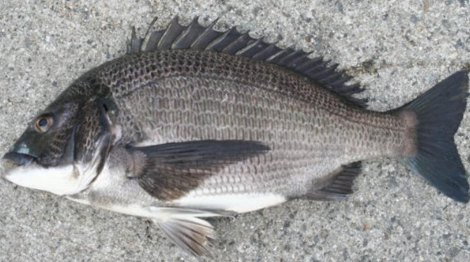 魚のアップ写真